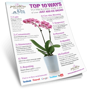 Download 10 Simple Steps To Keeping Your Orchid Healthy